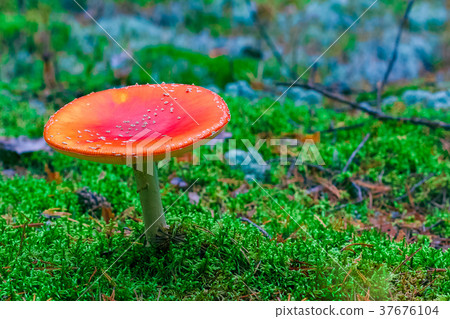Amanita Muscaria poisonous mushroom 37676104