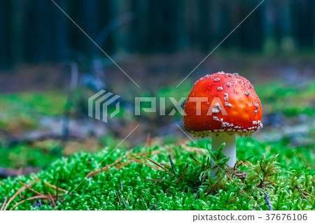 Amanita Muscaria poisonous mushroom Amanita Muscaria poisonous mushroom 37676106