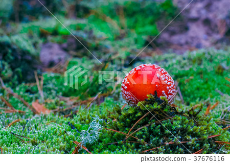 Amanita Muscaria poisonous mushroom Amanita Muscaria poisonous mushroom 37676116