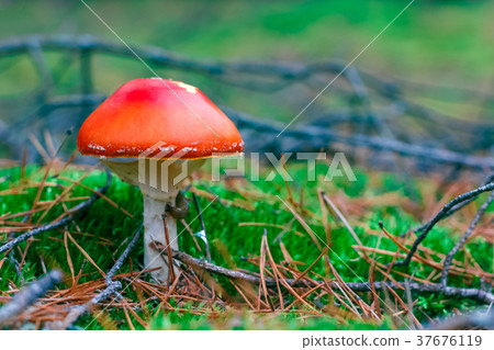 Amanita Muscaria poisonous mushroom Amanita Muscaria poisonous mushroom 37676119