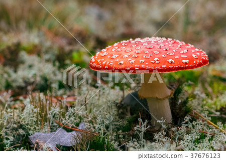 Amanita Muscaria poisonous mushroom 37676123