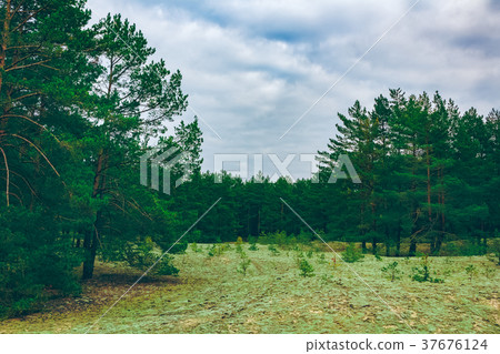 Pine forest green landscape 37676124