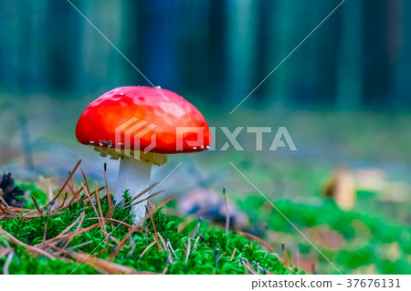 Amanita Muscaria poisonous mushroom 37676131