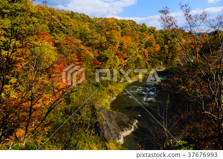 Autumn leaves in the park above the waterfall Autumn leaves in the park above the waterfall 37676993