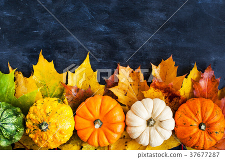Autumnal colorful pumpkins 37677287