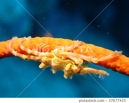 在Kashiwajima Kochi拍攝的“Ibo isobanagani” 37677435