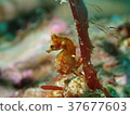 Japanese pygmy seahorse taken at Kashiwajima Kochi 37677603