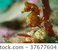 Japanese pygmy seahorse taken at Kashiwajima Kochi 37677604