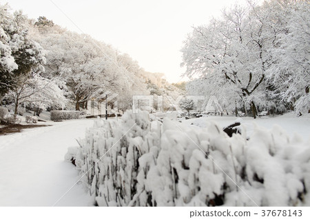 雪化妝花島公園 雪化妝花島公園 37678143
