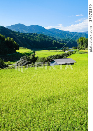 Summer rural landscape (August) - Stock Photo [37678379] - PIXTA