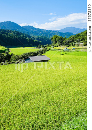 Summer rural landscape (August) Summer rural landscape (August) 37678380