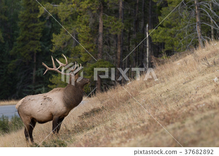 Large elk eating grass on the side of a hill Large elk eating grass on the side of a hill 37682892