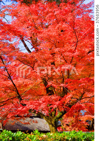 Autumn leaves of Baekjeon Autumn leaves of Baekjeon 37683956