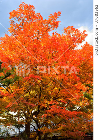 Autumn leaves of Sagano 37683962