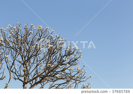 Plumeria flowers are blooming on the tree. Plumeria flowers are blooming on the tree. 37685789