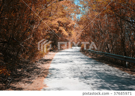 road in the forest. road in the forest. 37685971