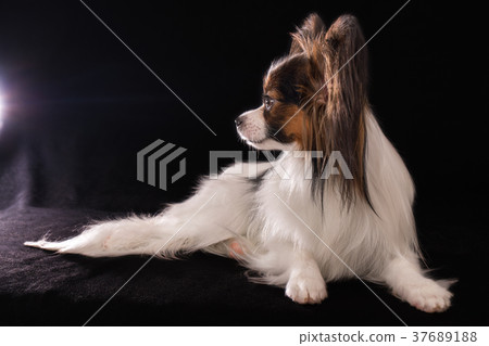 Beautiful young male dog Continental Toy Spaniel Beautiful young male dog Continental Toy Spaniel 37689188
