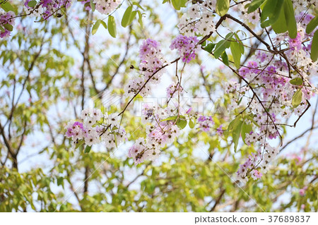 Lagerstroemia Flower Bloom Or Tabak Flowers Stock Photo 3767