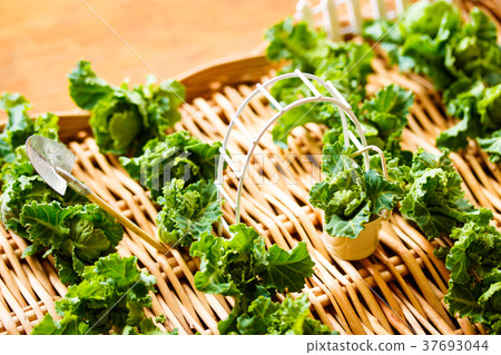 Vegetable garden Vegetable garden 37693044