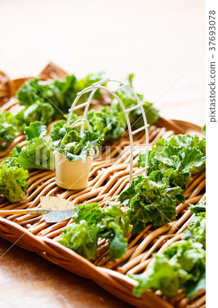 Vegetable garden 37693078