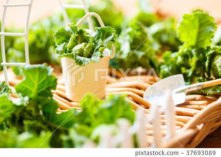 Vegetable garden 37693089