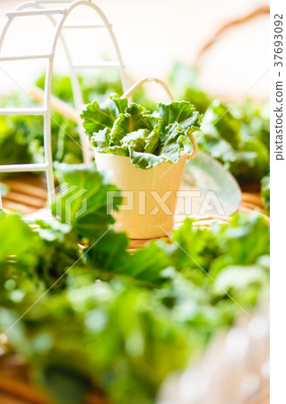 Vegetable garden Vegetable garden 37693092