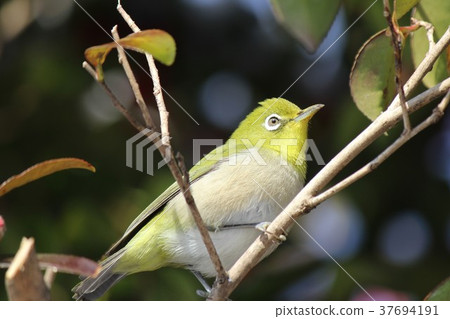 野生鳥類來到愛知縣豐田市我家的花園 野生鳥類來到愛知縣豐田市我家的花園 37694191