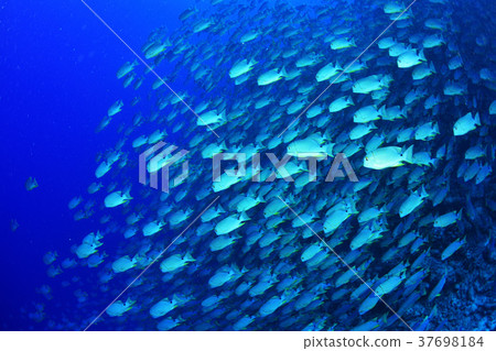 A group of Ilezi diploids A group of Ilezi diploids 37698184