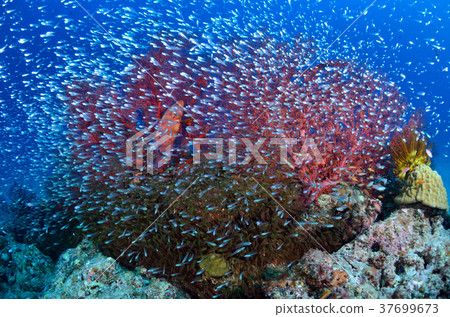 Kinme的根源 37699673