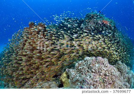 Kinme的根源 Kinme的根源 37699677