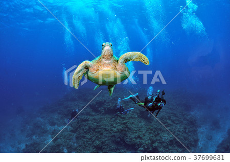 綠海龜 綠海龜 37699681