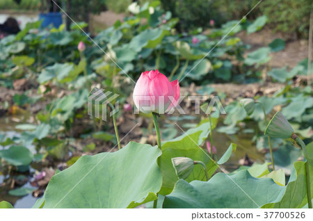 蓮花，插花，荷花 37700526