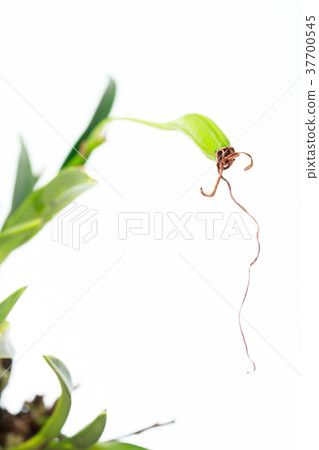 風蘭花的果實 37700545