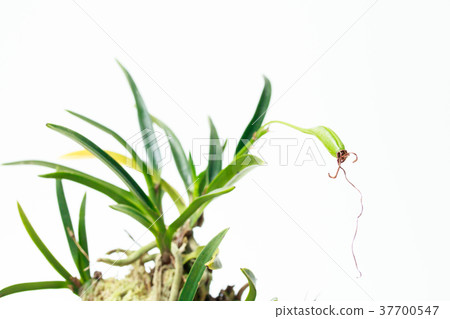 Fruit of wind orchid Fruit of wind orchid 37700547