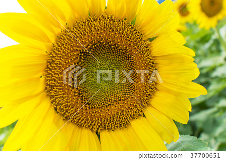 向日葵了 37700651