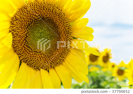 向日葵了 37700652
