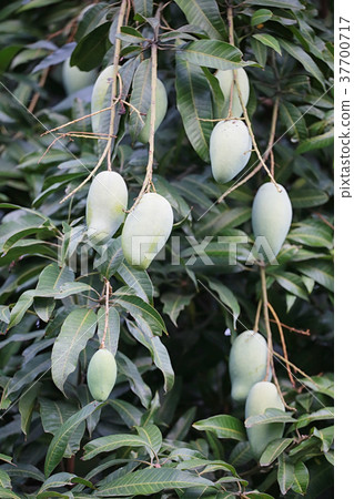 Raw green mango on tree. 37700717