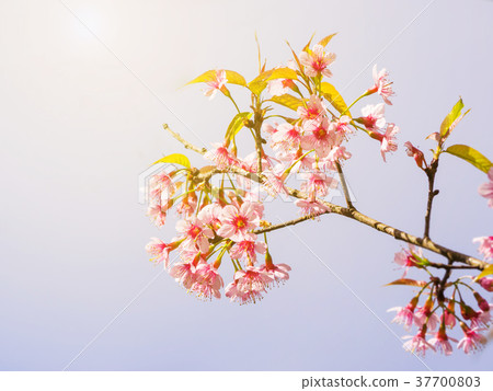 Thai pink cherry blossom branch for background Thai pink cherry blossom branch for background 37700803