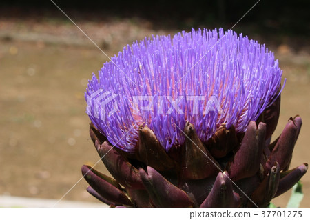 朝鮮薊花 37701275