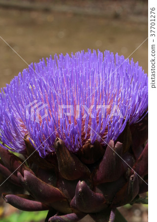 朝鮮薊花 37701276