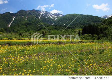 Uonuma's rape field and Mt. Hakai 37701348