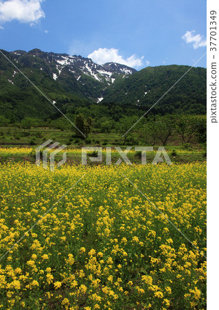 Uonuma's rape field and Mt. Hakai 37701349