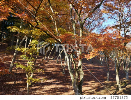 Izu Shuzenji Maple Forest-4 37701875