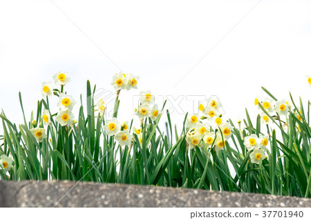 Narcissus Narcissus 37701940