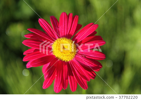 紅色花,除蟲菊植物菊花 紅色花,除蟲菊植物菊花 37702220