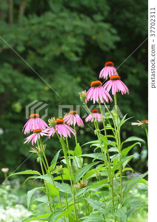 Flowers, summer flowers blooming in the natural garden, Echinacea 37702311
