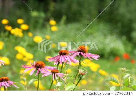 Summer flowers, pink echinacea blooming in the garden 37702314