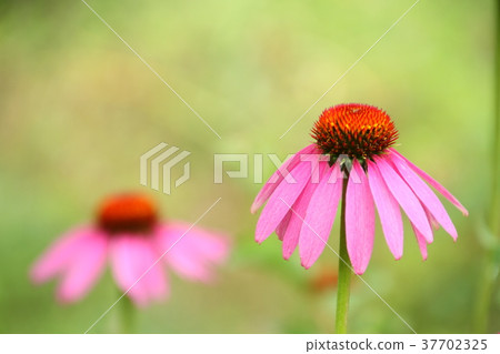 Flowers, summer flowers, pink echinacea 37702325