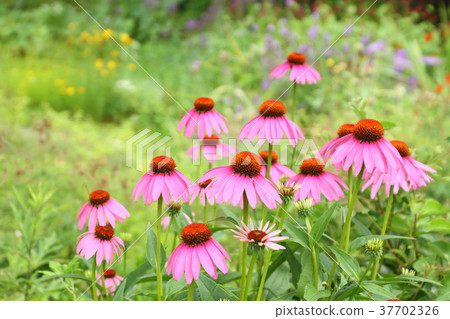 花 花園裡的夏花 松果菊 錐花 園藝 照片素材 圖片 圖庫