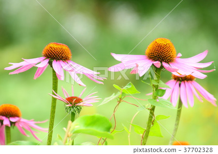 花 花園裡的夏花 松果菊 錐花 園藝 照片素材 圖片 圖庫 花 花園裡的夏花 松果菊 錐花 園藝 照片素材 圖片 圖庫